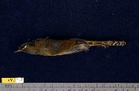 藏品(藪鳥)的圖片